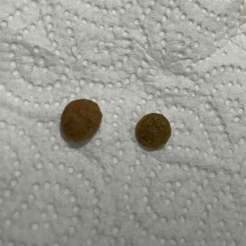 Trendyol Sevimpet'ten Aldığım Royal Canin Sterilised Mamalar Orijinalliği Şüpheli