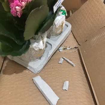 Yurtiçi Harmandalı Kırık Teslim!