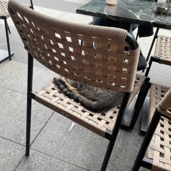 Gloria Jean's Coffee Kedi Problemi