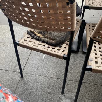 Gloria Jean's Coffee Trabzon Meydan Şubesinde Kedi Olayı