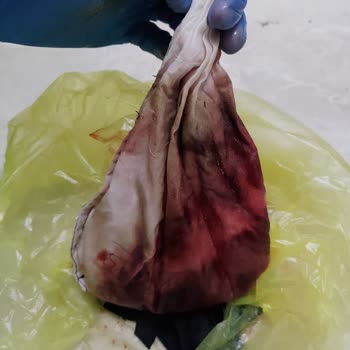 Kayseri Tıbbi Sülük Üretim Çiftliği Sülük Satışında Ürün Sıkıntısı