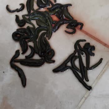 Kayseri Tıbbi Sülük Üretim Çiftliği Sülük Satışında Ürün Sıkıntısı