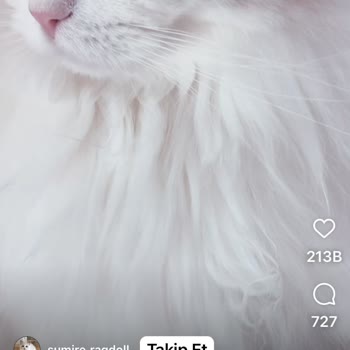 Zoo Pet Shop (Kadıköy) Felicia Mamanın Üretim Ve Son Kullanma Tarihi Yok