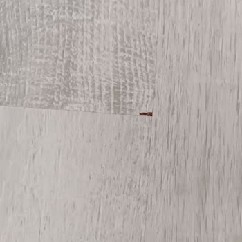 Çamsan Parkeler Kırık Çıktı.