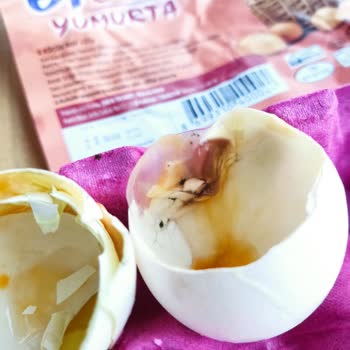 61 ER-EN Yumurta Bozuk Çıktı