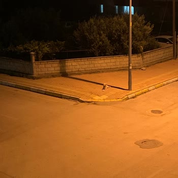 Antalya Büyükşehir Belediyesi Köpekler Grup Halinde Ve Saldırganlar