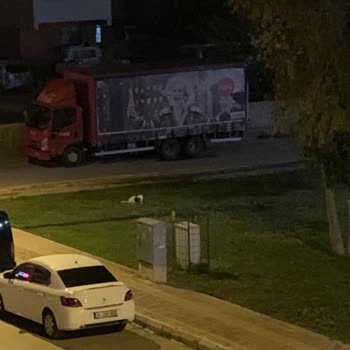 Antalya Büyükşehir Belediyesi Köpekler Grup Halinde Ve Saldırganlar