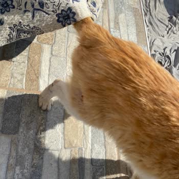 Sungurlu Belediyesi Belediyenin Hayvanlara Bakmaması