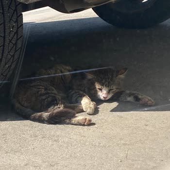 Başiskele Belediyesi Veterinerliğin Yetersiz Hizmeti