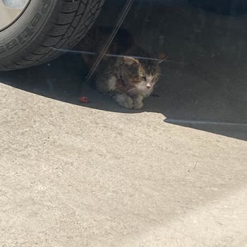 Başiskele Belediyesi Veterinerliğin Yetersiz Hizmeti