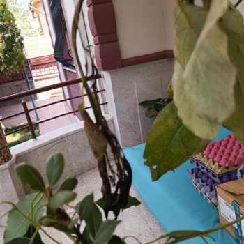 Özyurt Fidancılık Ürün Elime Yanmış Ve Kuru Geldi