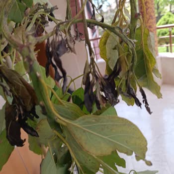 Özyurt Fidancılık Ürün Elime Yanmış Ve Kuru Geldi