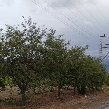 Türk Telekom TTNET İnternet Mağduriyeti