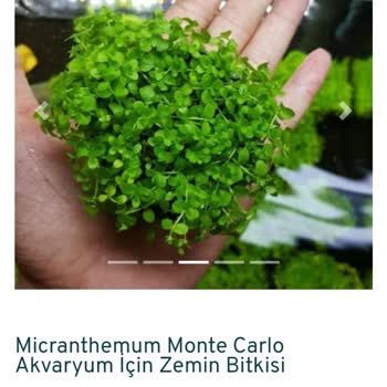 Akvaryumbitkicim.com Ürün Görseli Yanıltıcı
