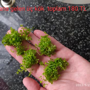 Akvaryumbitkicim.com Ürün Görseli Yanıltıcı