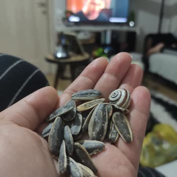 Amigo Siyah Tuzlu Çekirdek Salyangoz