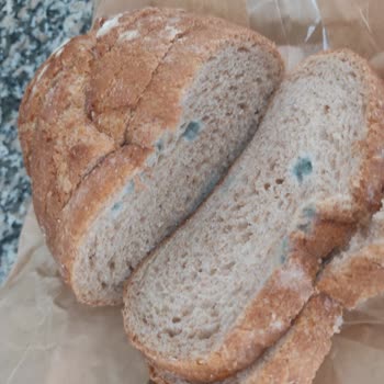 Küf İçinde Ekmek! Getir Büyük!