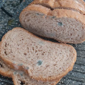 Küf İçinde Ekmek! Getir Büyük!