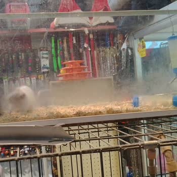 Dost Pet Shop Hamster'Lara Su Verilmemesi