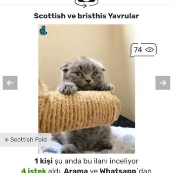 Kedipet Sitesindeki Mağduriyet, Güncelleme Ve Düzenleme Yapılamıyor