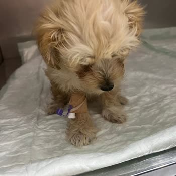 En Pet Shop (Adana) Sağlıklı Dedikleri Köpeğim Öldü