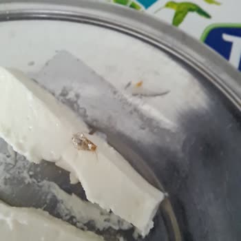 Torku Süzme Peynirden Böcek Çıktı