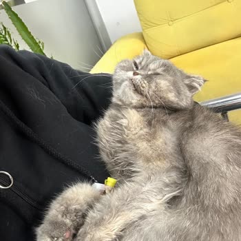 Airbnb Uygulaması Kedimi Öldürdü!