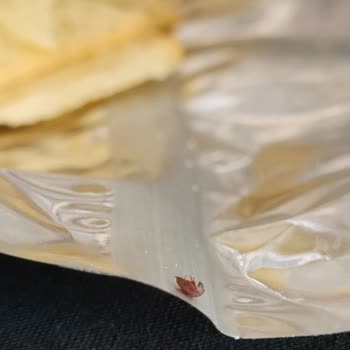 Lays Fırında Cipsten Böcek Çıktı