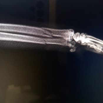 İBB Veteriner Müdürlüğü