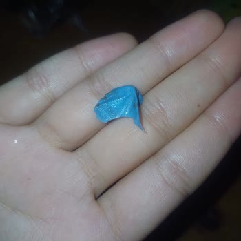 Çizmeci Time Wafer Master İçinden Plastik Çıktı