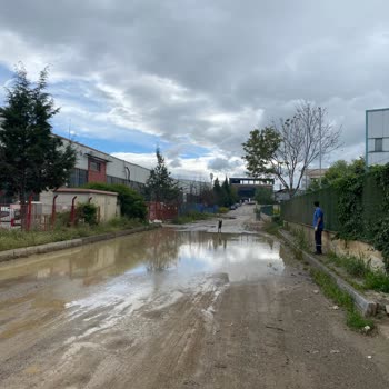 Ankara Büyükşehir Belediyesi (ABB) Başıboş Saldırgan Köpek