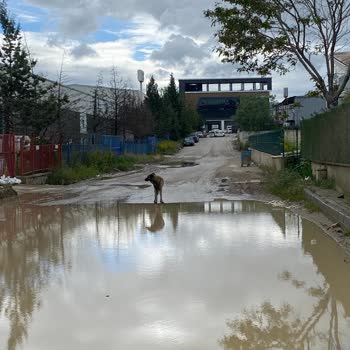 Ankara Büyükşehir Belediyesi (ABB) Başıboş Saldırgan Köpek