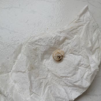 Tarım Kredi Kooperatif Market Çekirdek Paketinin İçinden Salyangoz Kabuğu Çıktı