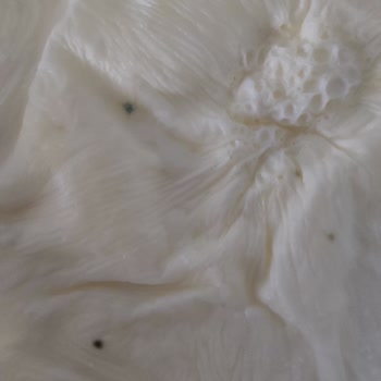 BİM Küflenmiş Yoğurt Peynir Kıvamına Gelmiş