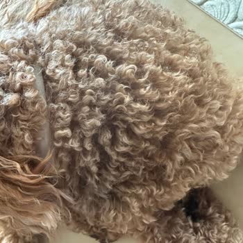 Kararmaz Diye Satılan Kolyenin 3 Günde Renk Atması