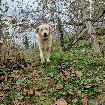 Ordu Büyükşehir Belediyesi Barınak Şikayeti