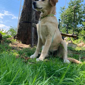 Ordu Büyükşehir Belediyesi Barınak Şikayeti