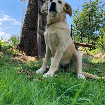 Ordu Büyükşehir Belediyesi Barınak Şikayeti