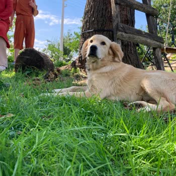Ordu Büyükşehir Belediyesi Barınak Şikayeti