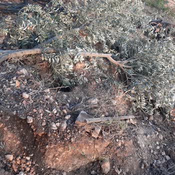 Çukurova Kaymakamlığı Kırılan Zeytin Ağaçları