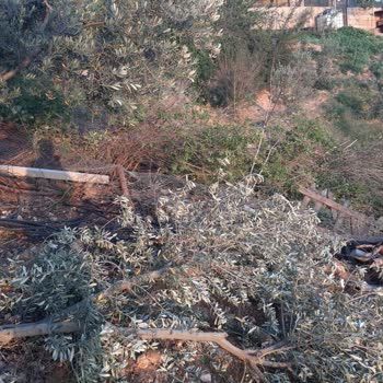 Çukurova Kaymakamlığı Kırılan Zeytin Ağaçları