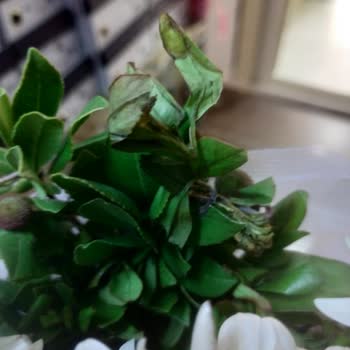 Çiçek Market (Karşıyaka) Solmuş Bir Çiçek