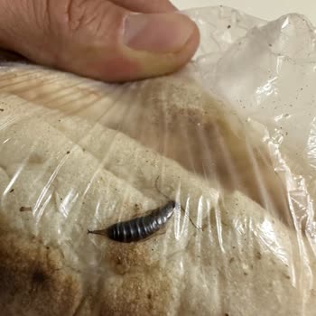 Yedibaşak Unlu Mamülleri Ekmek İçinden Çıkan Böcek