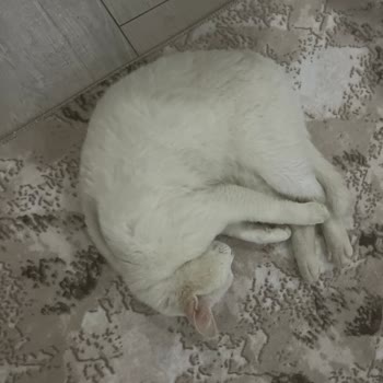 Whiskas Mağduriyet Yaşatması