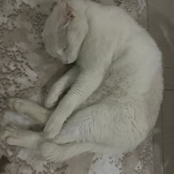 Whiskas Mağduriyet Yaşatması