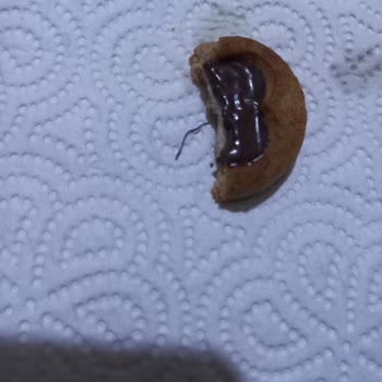 Torku Bisküviden Çıkan Yabancı Madde