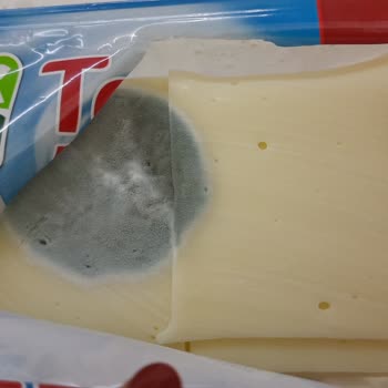 Teksüt Tarihi Olup Küflenen Kaşar