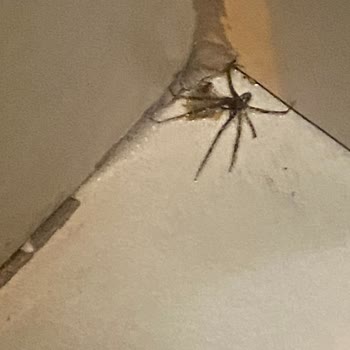 TOKİ 24. Bölge Örümcek İstilası