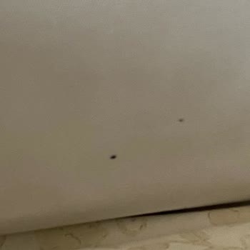 Airbnb Böcekli Ve Temiz Olmayan Küflü Ev