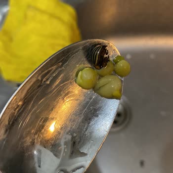 Tamek Bezelye Konservesi İçinden Böcek Çıktı